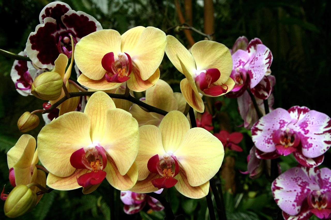 orquídeas, amarelo, flores bonitas, jardins, papel de parede de flores, fundo flor, flor, florescer, natureza, flores