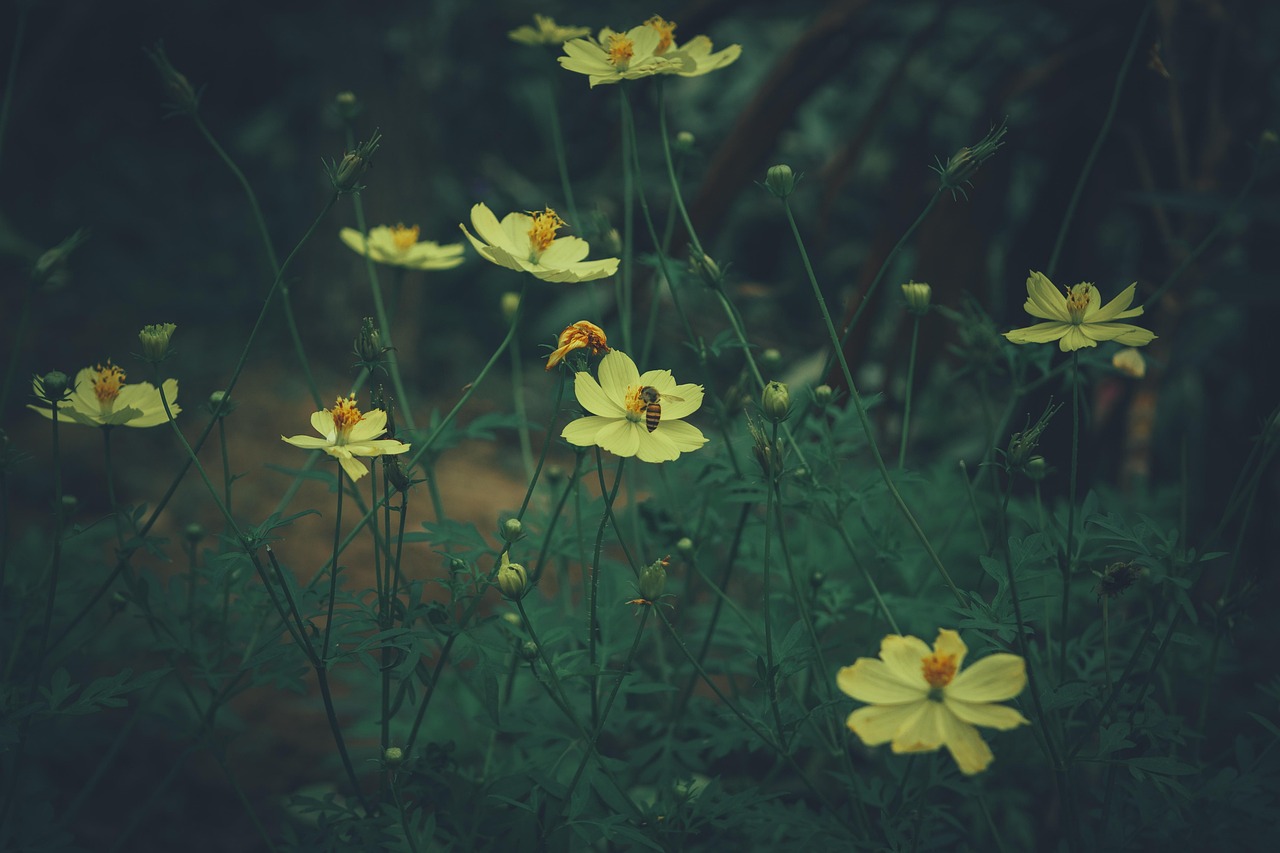 flores, pansy, abelhas, fundo flor, papel de parede de flores, flores bonitas, natureza, primavera, cores, paisagens