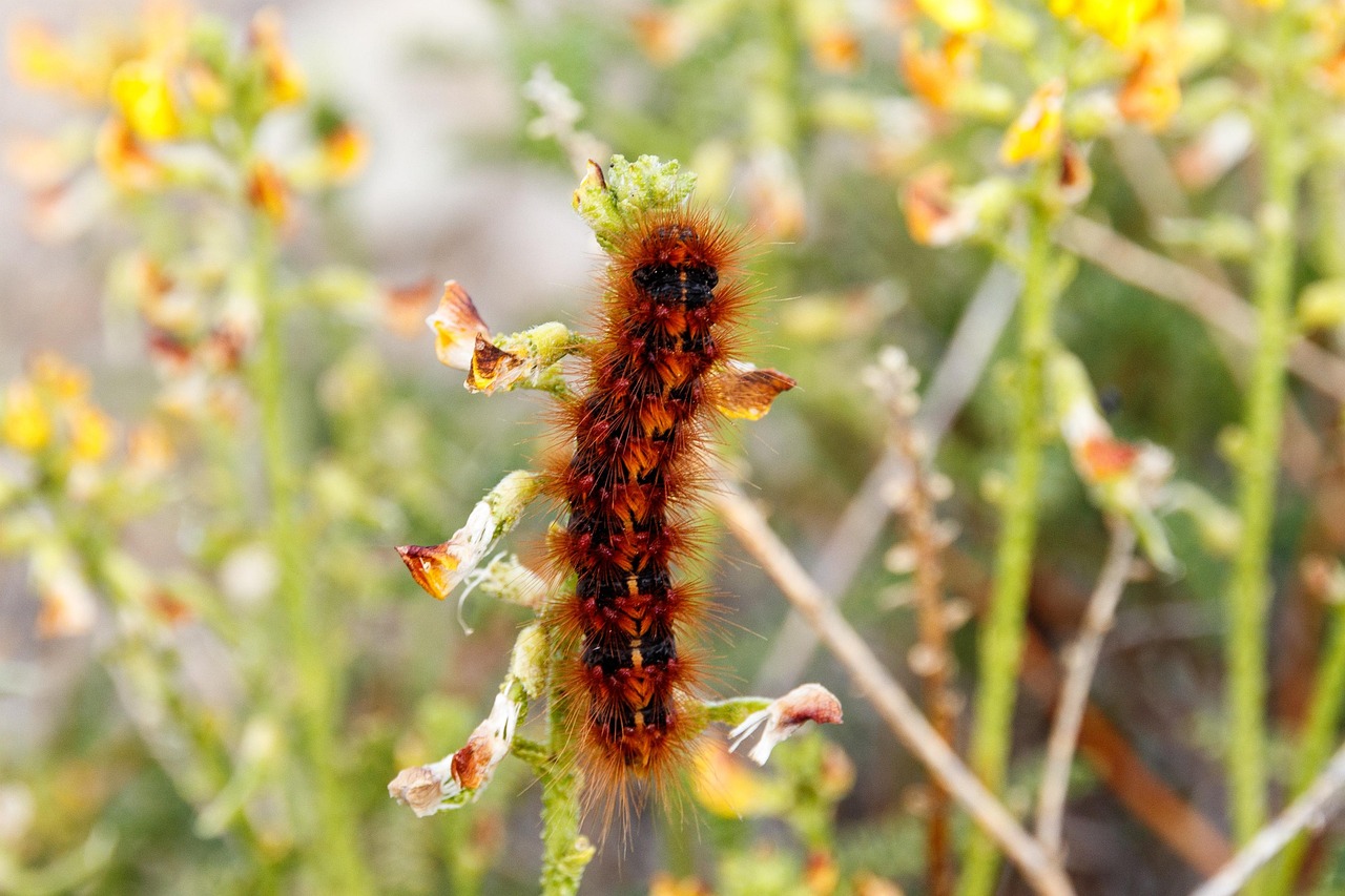 insect, butterfly caterpillar, prickly, macro, nature, close up, caterpillar, caterpillar, caterpillar, caterpillar, caterpillar, caterpillar