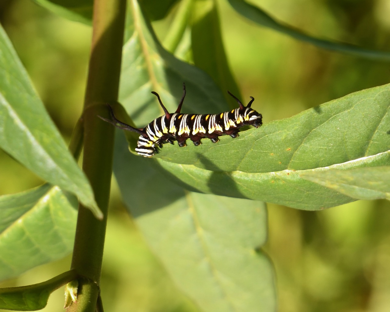 queen, nature, butterfly, caterpillar, insect, leaf, green