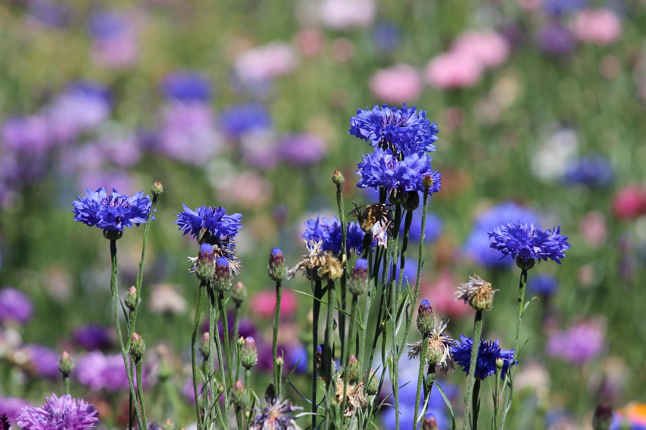 kornblume, wiese, blumenwiese, natur, blau, wildblumen, sommer, kornblumen, gras