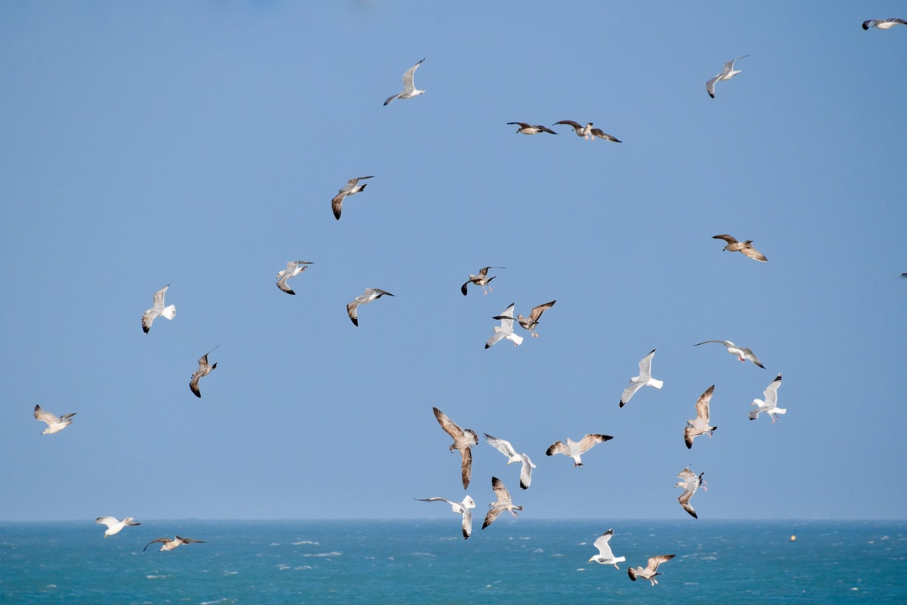 måsar, flyger måsarna, hav, blå himmel, fåglar, flygande djur, fåglar fjädrar, vingar, natur, fjäderdräkt