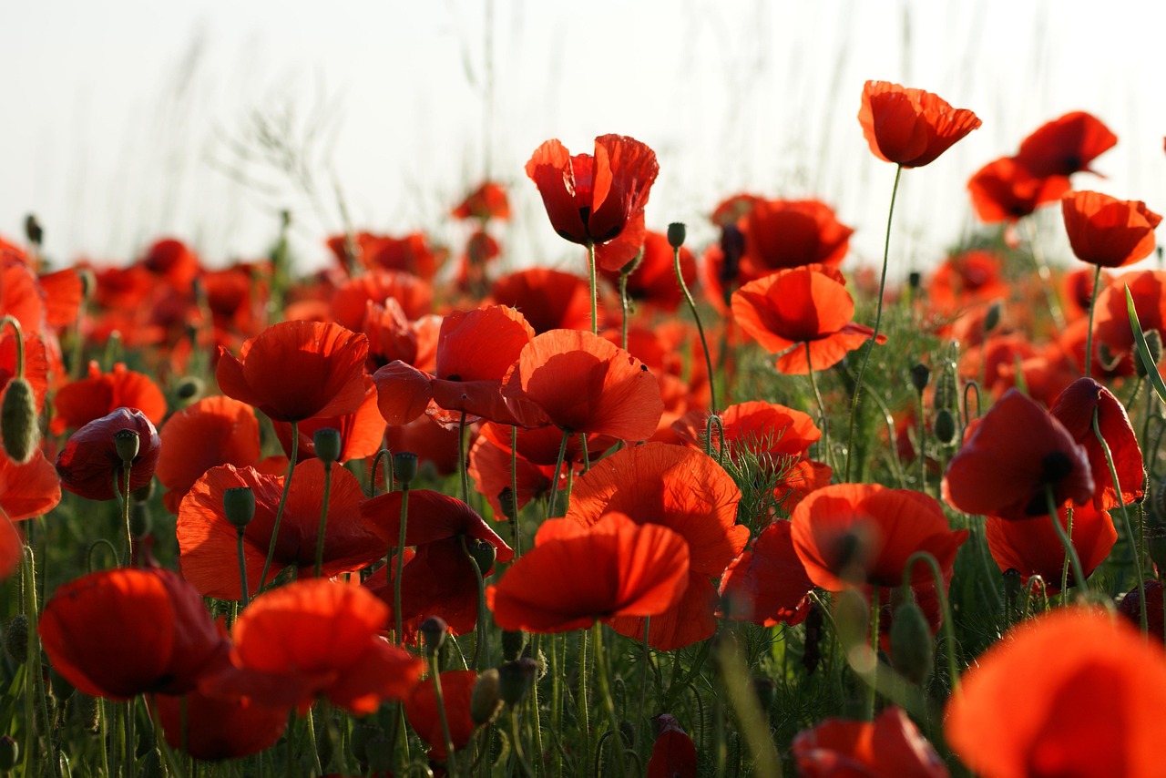papaver, weide, rood, wilde bloemen, zomer, natuur, bloeien