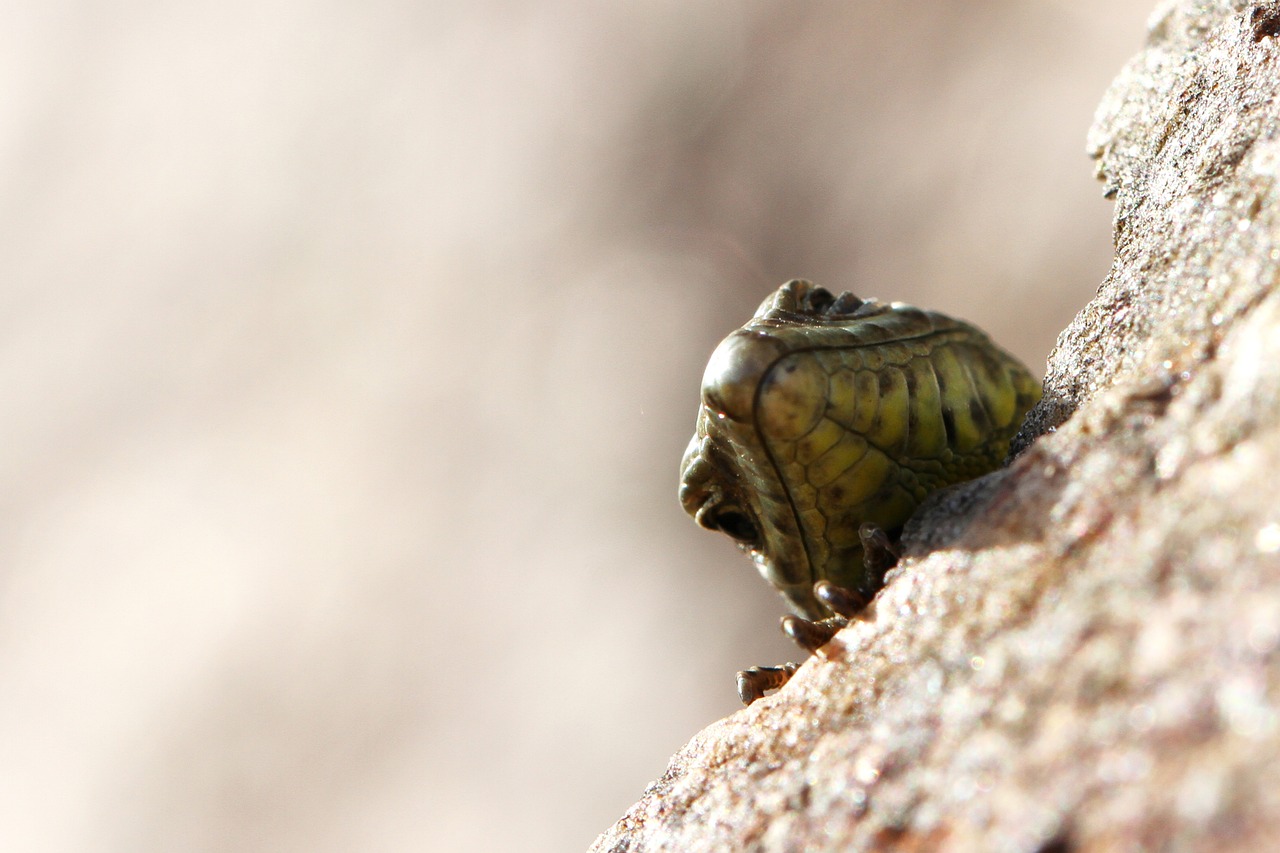 wall lizard, nature, animal, reptile, stone, lizard, green, close up, sunny, creeping animal, wildlife, curious, insectivore
