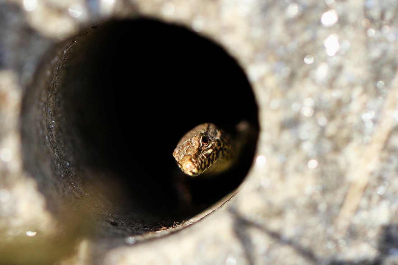 wall lizard, nature, curious, animal, lizard, reptile, close up, creeping animal, small, insectivore