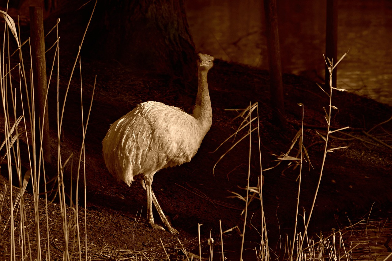 greater rhea, flightless bird, south america, feather, plumage, long neck, leg, argentina, pampas, zoo, 07-02-20