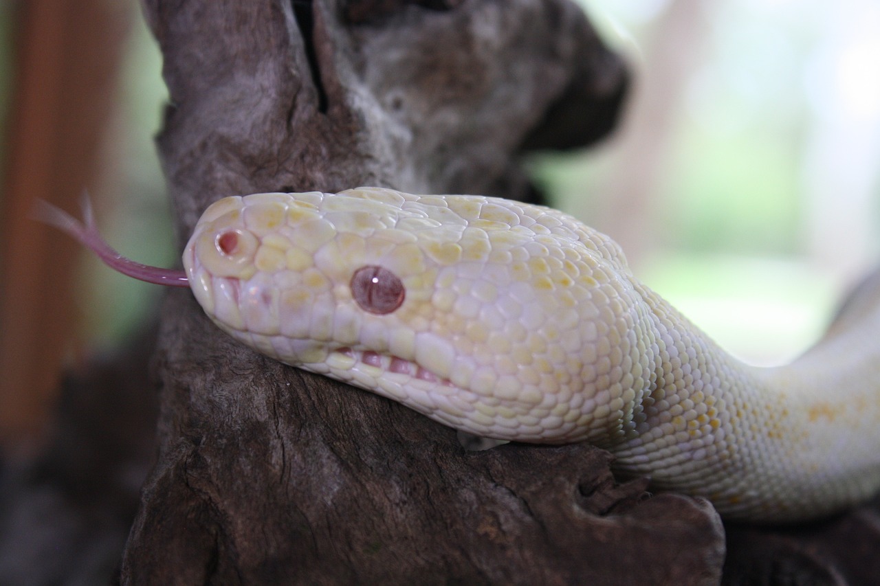 serpente, lucertola, giallo, rettile, animale, natura, creatura, animali selvatici, all'aperto, fauna, d'oro, pitone