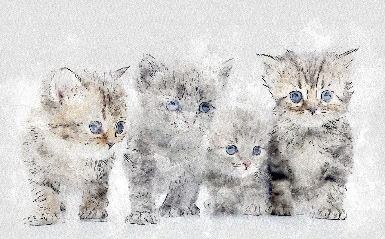 katzen, kätzchen, tiere, haustier, katzenartig, pelz, natur, jung, digitale manipulation, fotokunst