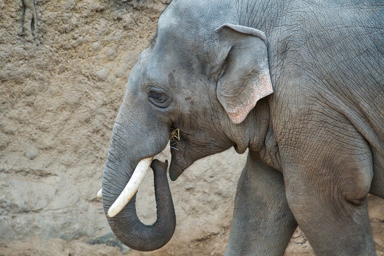 elephant, animal, zoo, zoo heidelberg, asian elephant, mammal, nature, asia, pachyderm, wildlife, trunk, wolf down, indoor enclosure, enclosure, tusks, wild, wild animals, close up, elephant, asian elephant, asian elephant, asian elephant, asian elephant, asian elephant