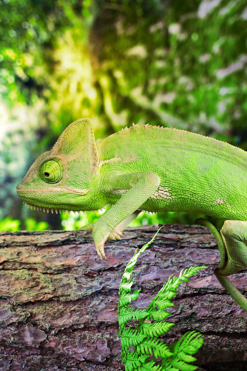 chameleon, tropický, les, strom, kufor, chamaeleoninae, brookesiinae, farby, konáre, príroda, obratník, plazy, jašterice, zviera, obrázky