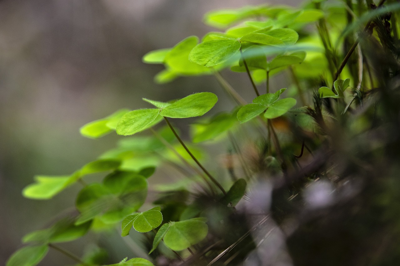 klee, sauerklee, wald, pflanze, kleeblatt, grün, glück, blatt, waldboden, oxalis, glücksbote, glückssymbol, natur, blätter, waldsauerklee, guten rutsch, nahaufnahme