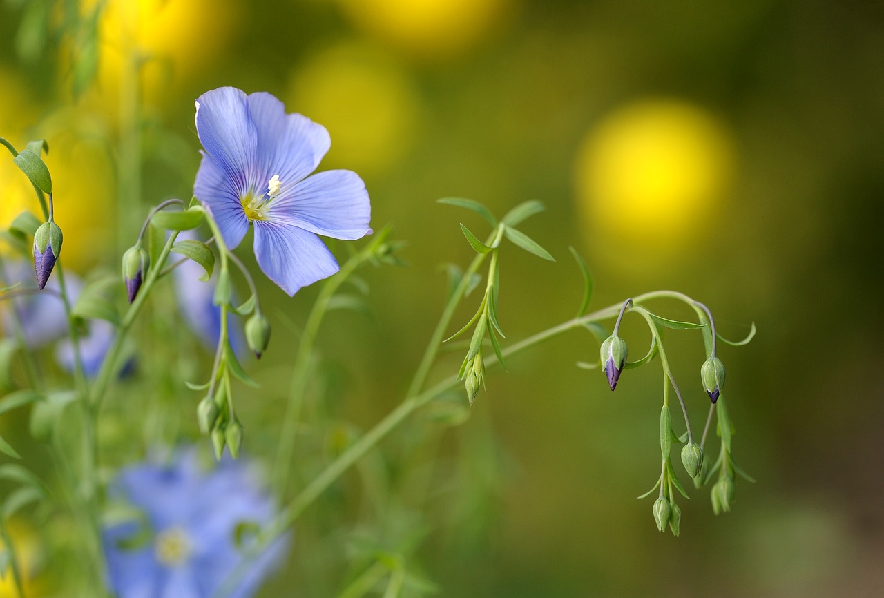 bleu de lin, fleurs, fleurs bleues, pétales bleus, bourgeons, bloom, fleurir, flore, floriculture, horticulture, belles fleurs, botanique, nature, flower background, les plantes, jardin de fleurs, fond d'écran fleur, jardin, fermer