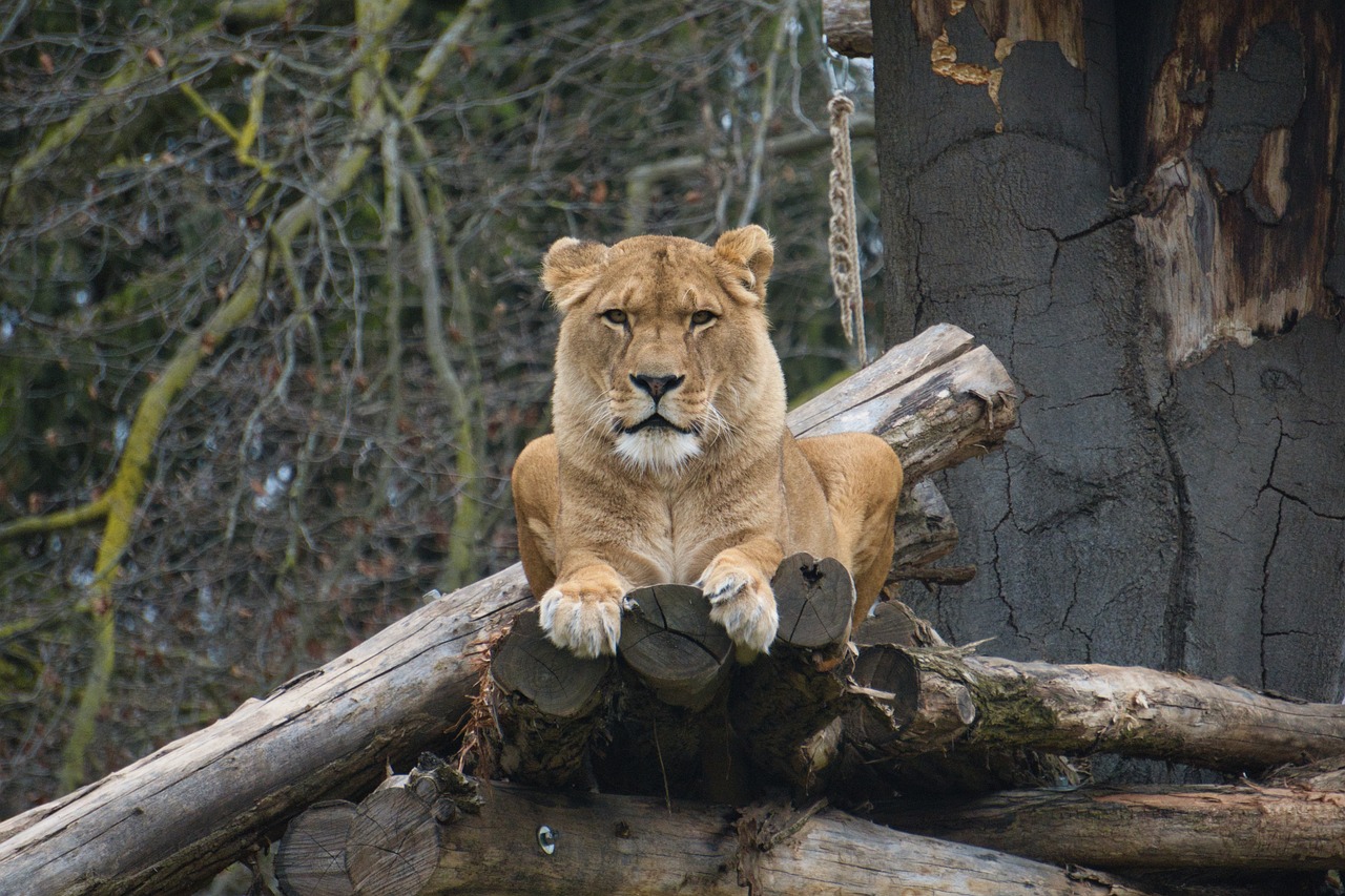 lioness, lion, animal, wildlife, zoo, nature, animal park heidelberg, carnivores, enclosure, pet, outdoor enclosures, foreign investment, climb, view, watch, dangerous, wild, cat, big cat, wild animal, in the free