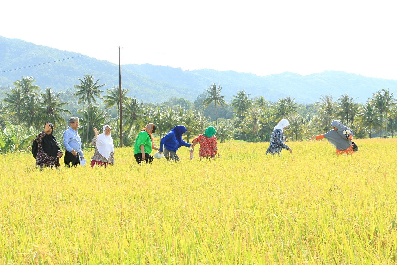harvest time, natural education, rice field, harvest time, harvest time, harvest time, rice field, rice field, rice field, rice field, rice field