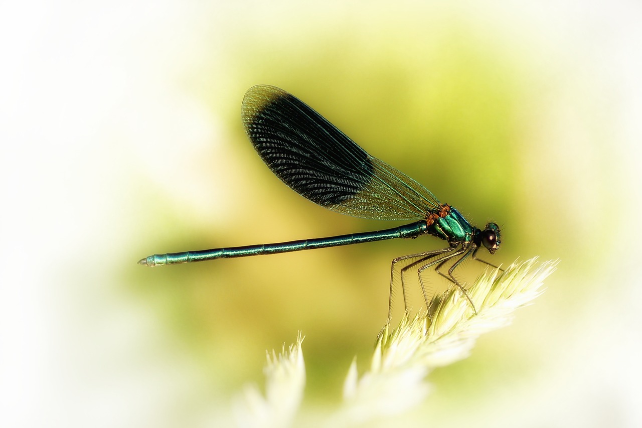 sudenkorento, nauhainen demoiselle, uros, luonto, lajien suojelu, luonnonsuojelualue, sininen