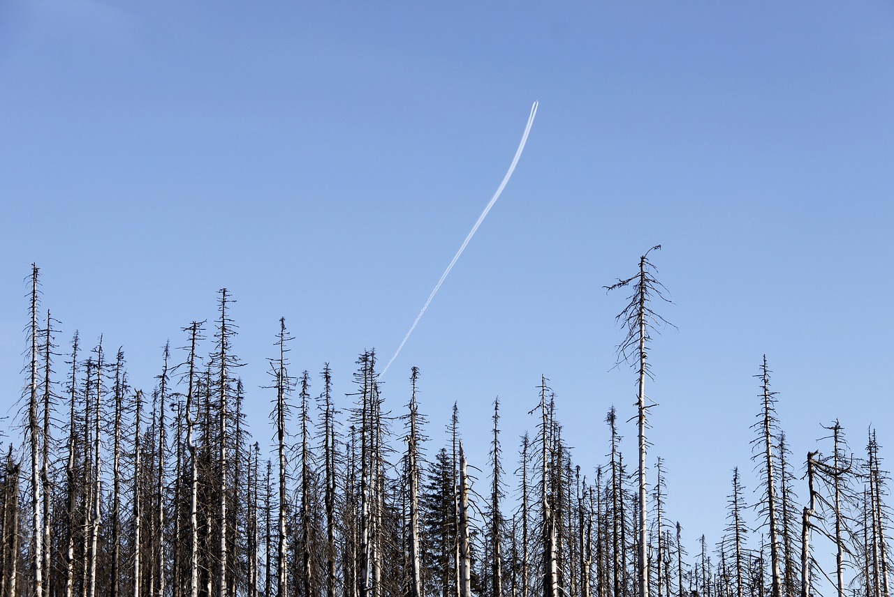 dépérissement des forêts, arbres morts, bois morts, schadholz, scolyte, changement climatique, traînées, environnement, en volant
