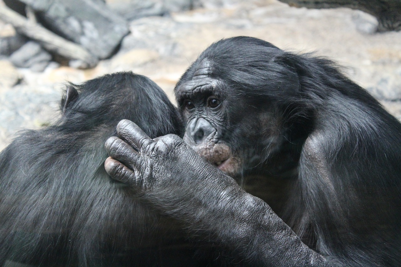 bonobo, primates, nature, apes, animals