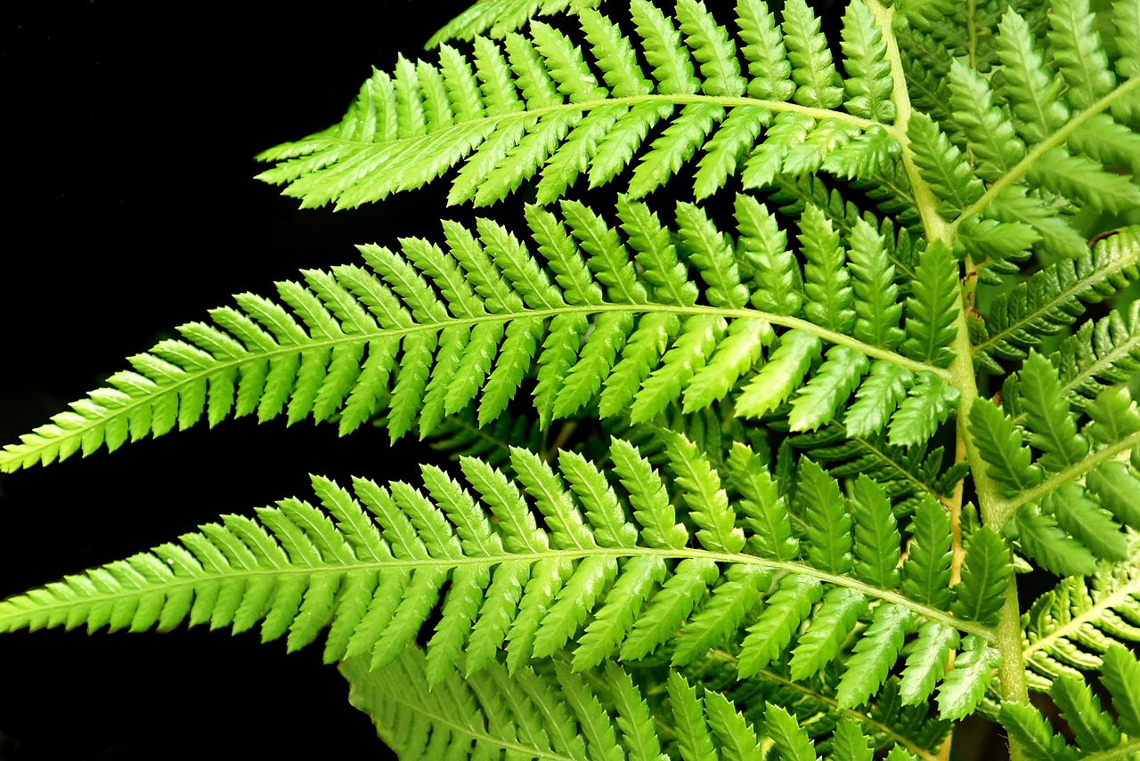 farn, baumfarn, laub, wedel, grün, pflanze, garten, natur