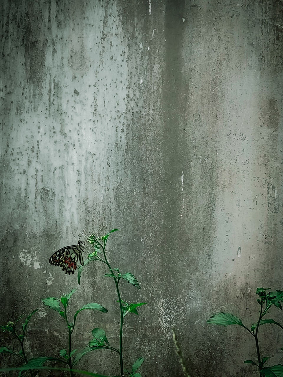 nature, butterfly, grass, vintage, gray butterfly, gray grass