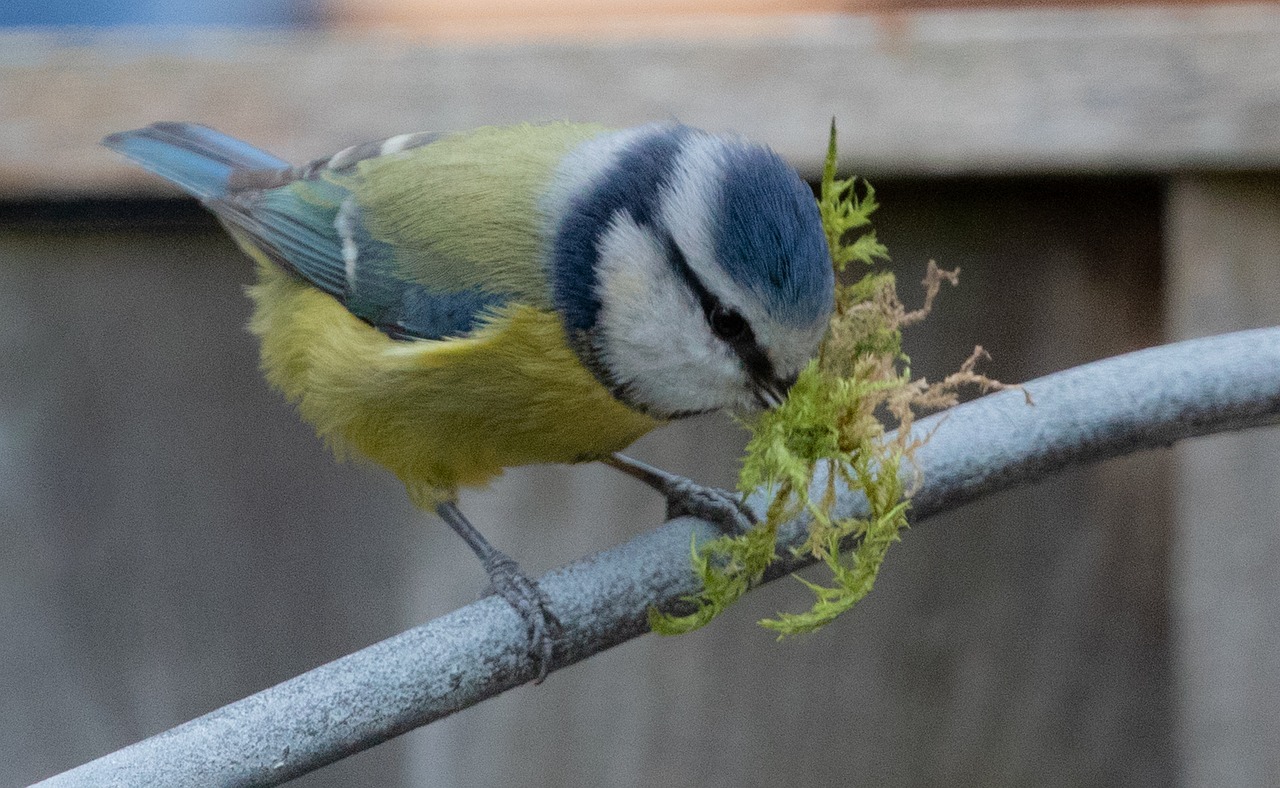blaumeise, nest bau, song vogel, moos, moos im schnabel, gras, niedlich, natur, sitzend, garten, feder, tierwelt, singvogel, blau, gefieder, graue gras