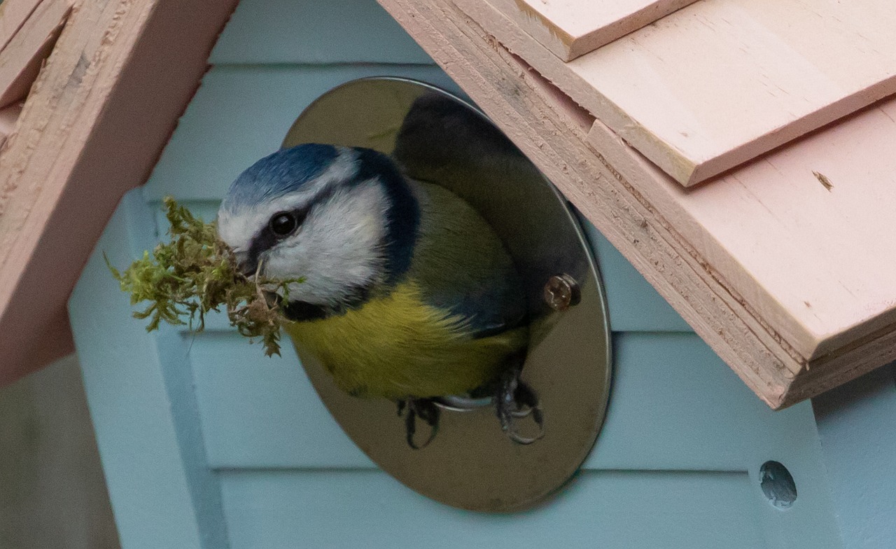 blaumeise, nest bau, song vogel, moos, moos im schnabel, gras, niedlich, sitzend, garten, feder, natur, nistkasten