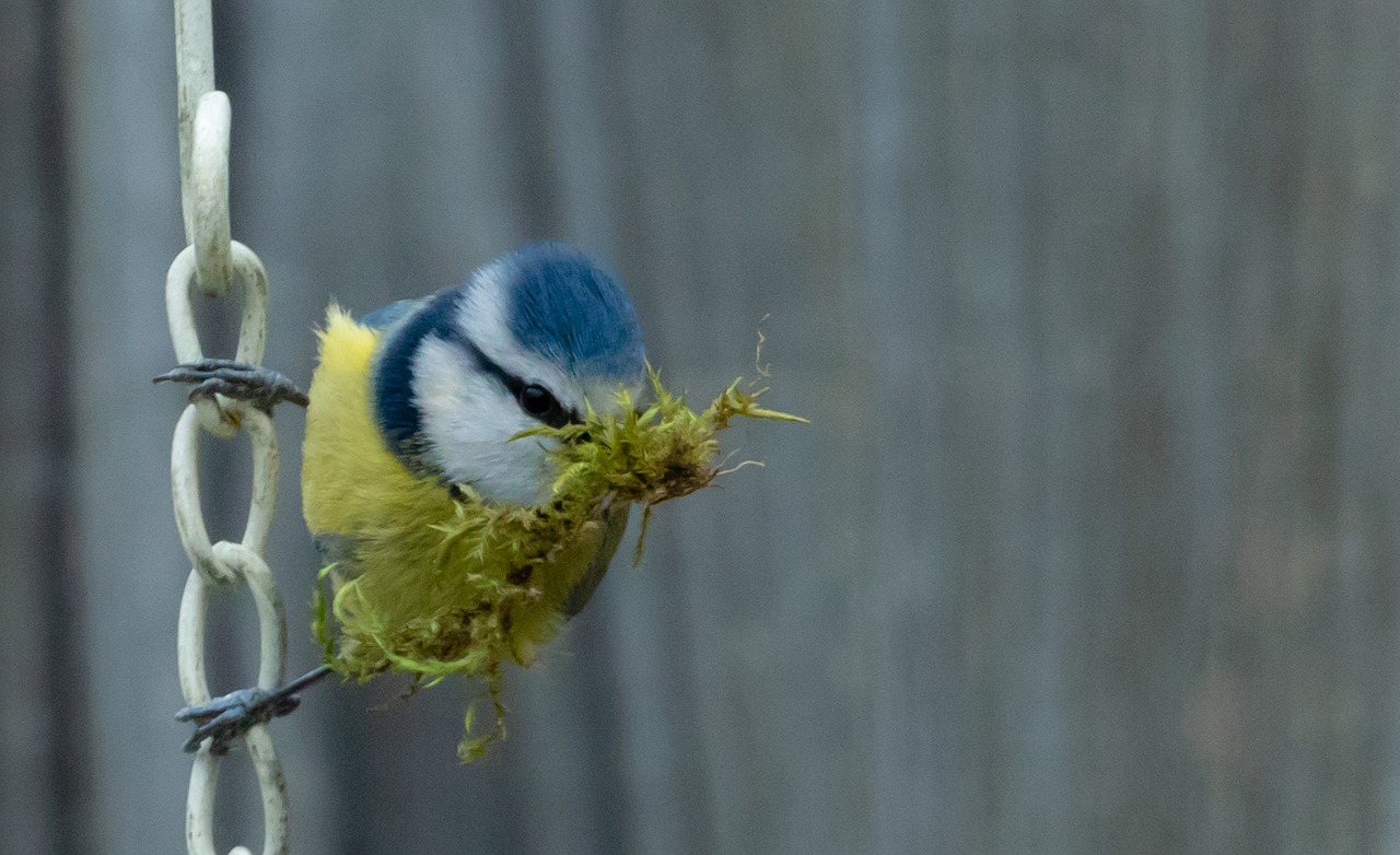 blaumeise, nest bau, song vogel, moos, moos im schnabel, gras, niedlich, sitzend, garten, feder, tierwelt, singvogel, natur, blau, gefieder