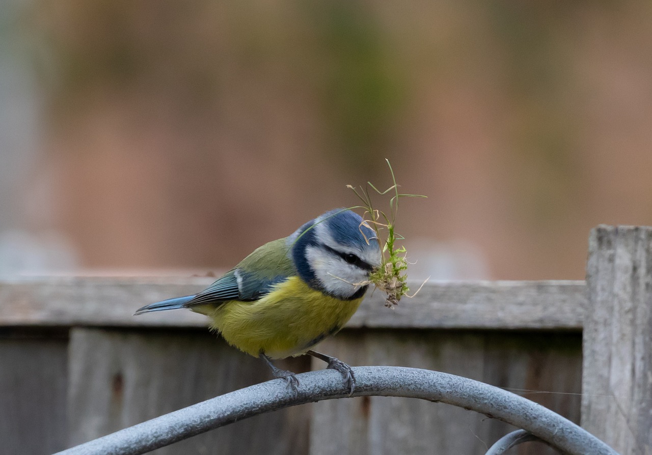 blaumeise, nest bau, song vogel, moos, moos im schnabel, gras, niedlich, sitzend, garten, feder, natur, tierwelt, singvogel, blau, gefieder