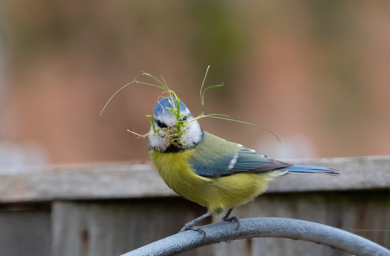 blaumeise, nest bau, song vogel, moos, moos im schnabel, gras, niedlich, sitzend, garten, feder, natur, tierwelt, singvogel, blau, gefieder