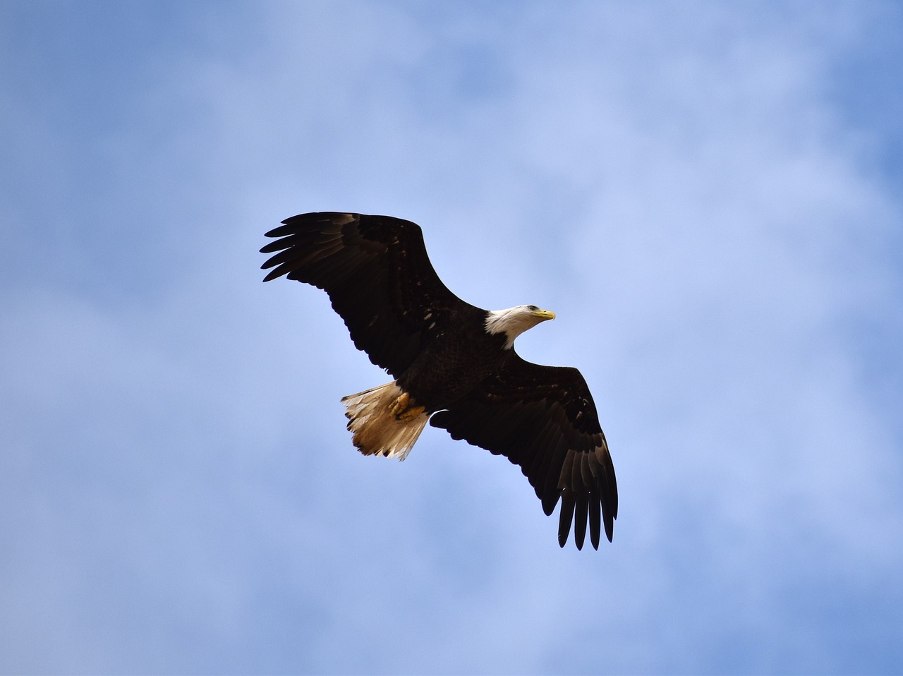 eagle, nature, mobile bay, alabama, bird, blue mobile