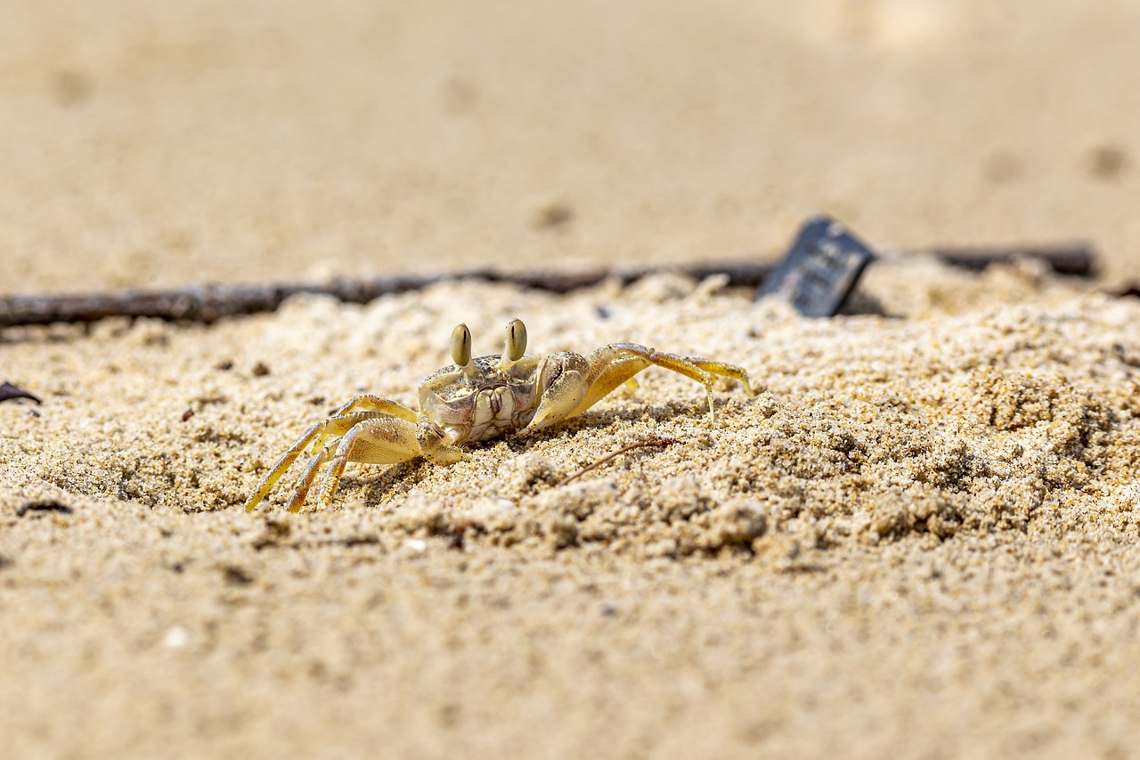 sabbia, spiaggia, mare, animale, natura, estate, vacanze, all'aperto, costa, clima tropicale, granchio, giorno, animali selvatici, nessuno, viaggio, copia spazio, immagine a colori, deserto, destinazioni di viaggio, piccolo, isola, divertimento, marrone isola