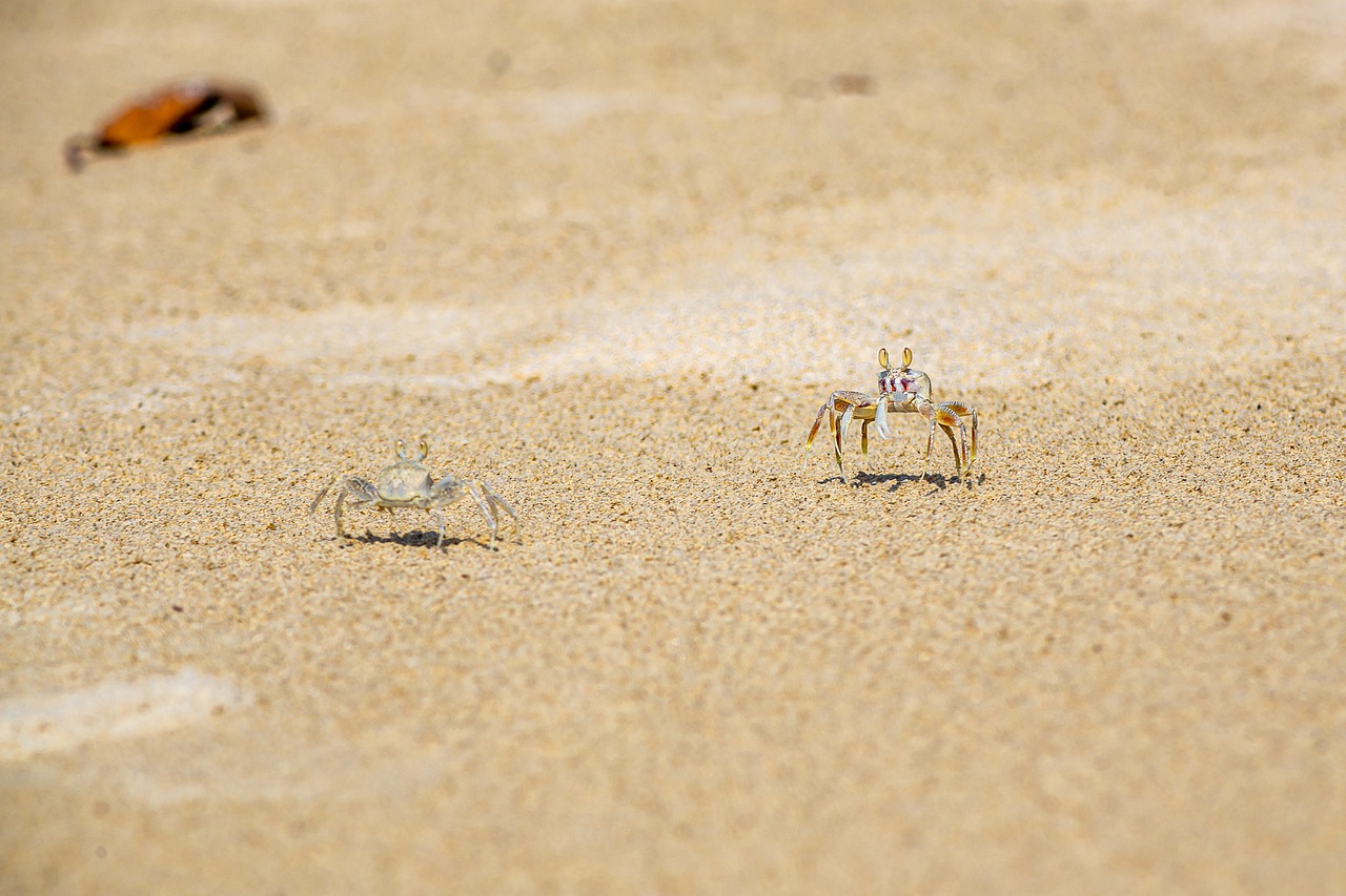 sabbia, spiaggia, mare, animale, natura, estate, vacanze, all'aperto, costa, clima tropicale, granchio, giorno, animali selvatici, nessuno, viaggio, copia spazio, immagine a colori, deserto, destinazioni di viaggio, piccolo, isola, divertimento, marrone isola