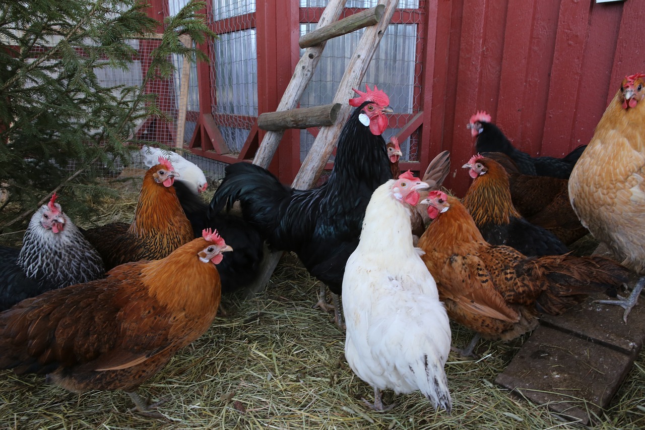 hähnchen, chicken coop, geflügel