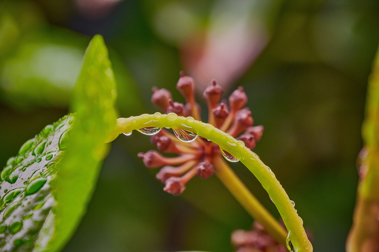 rain, sheets, nature, plant, drops, spring, damp