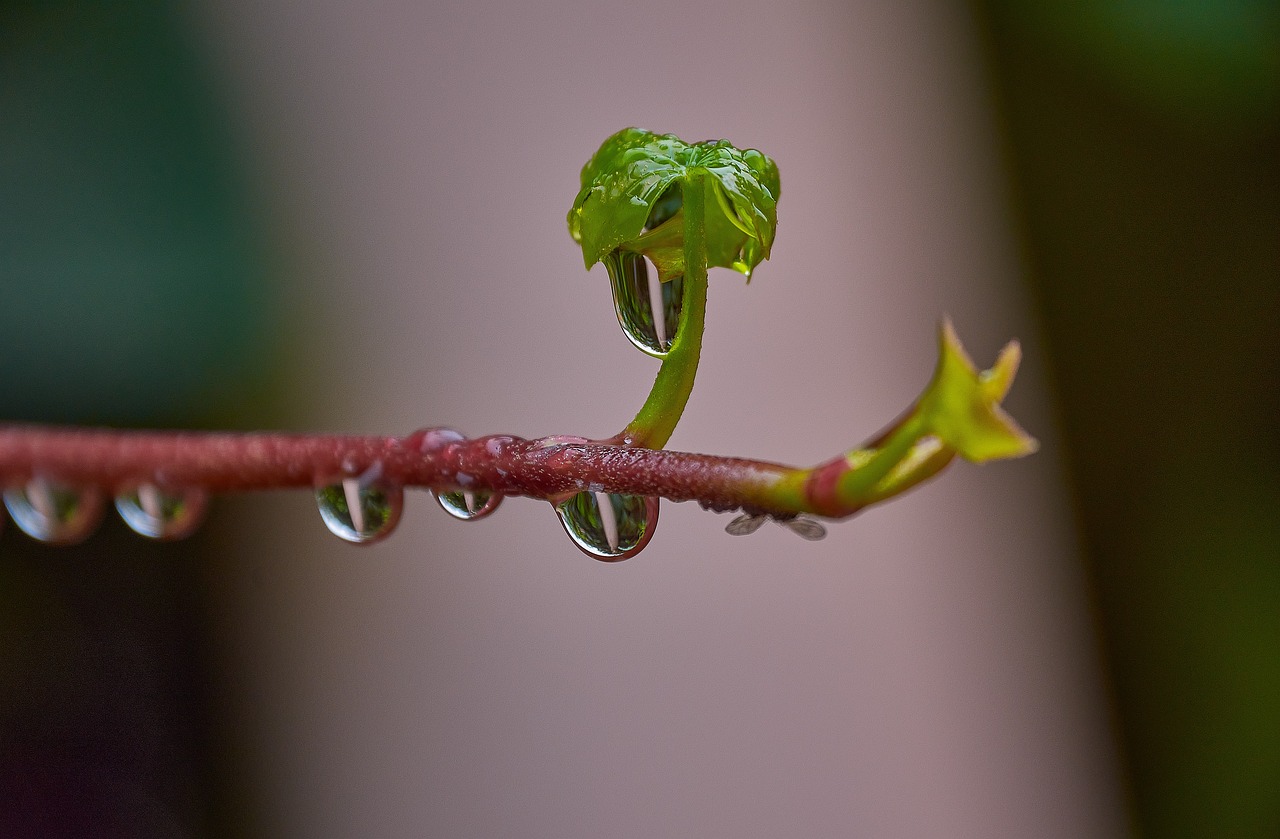 rain, sheets, nature, plant, drops, spring, damp