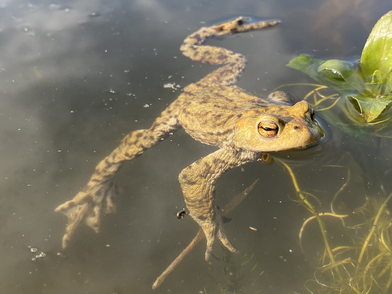 frog, pond, pond frog, amphibian, pond dwellers, relax, toad