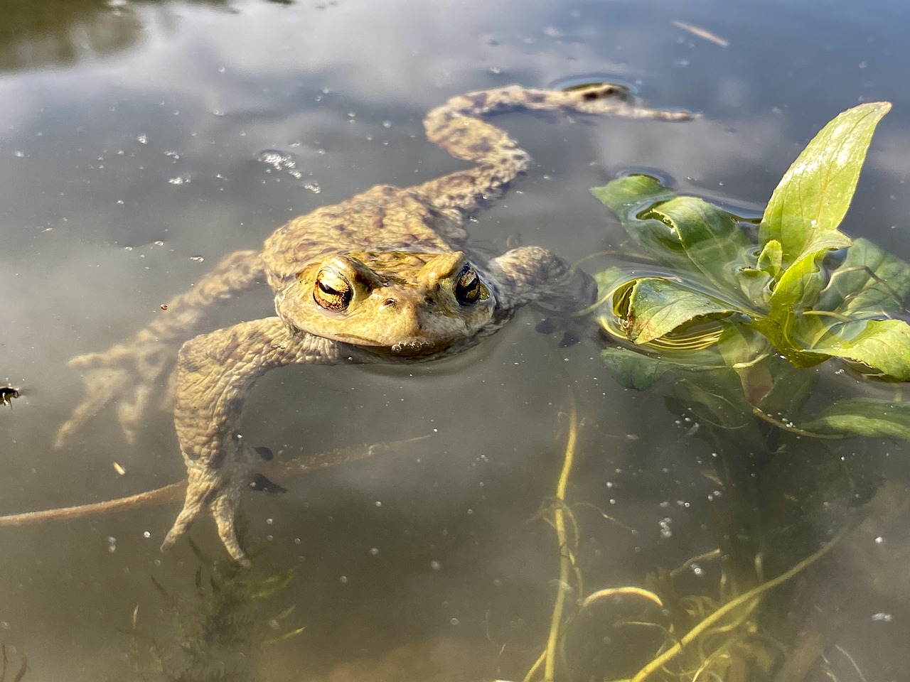 frog, pond, pond frog, amphibian, pond dwellers, relax, toad