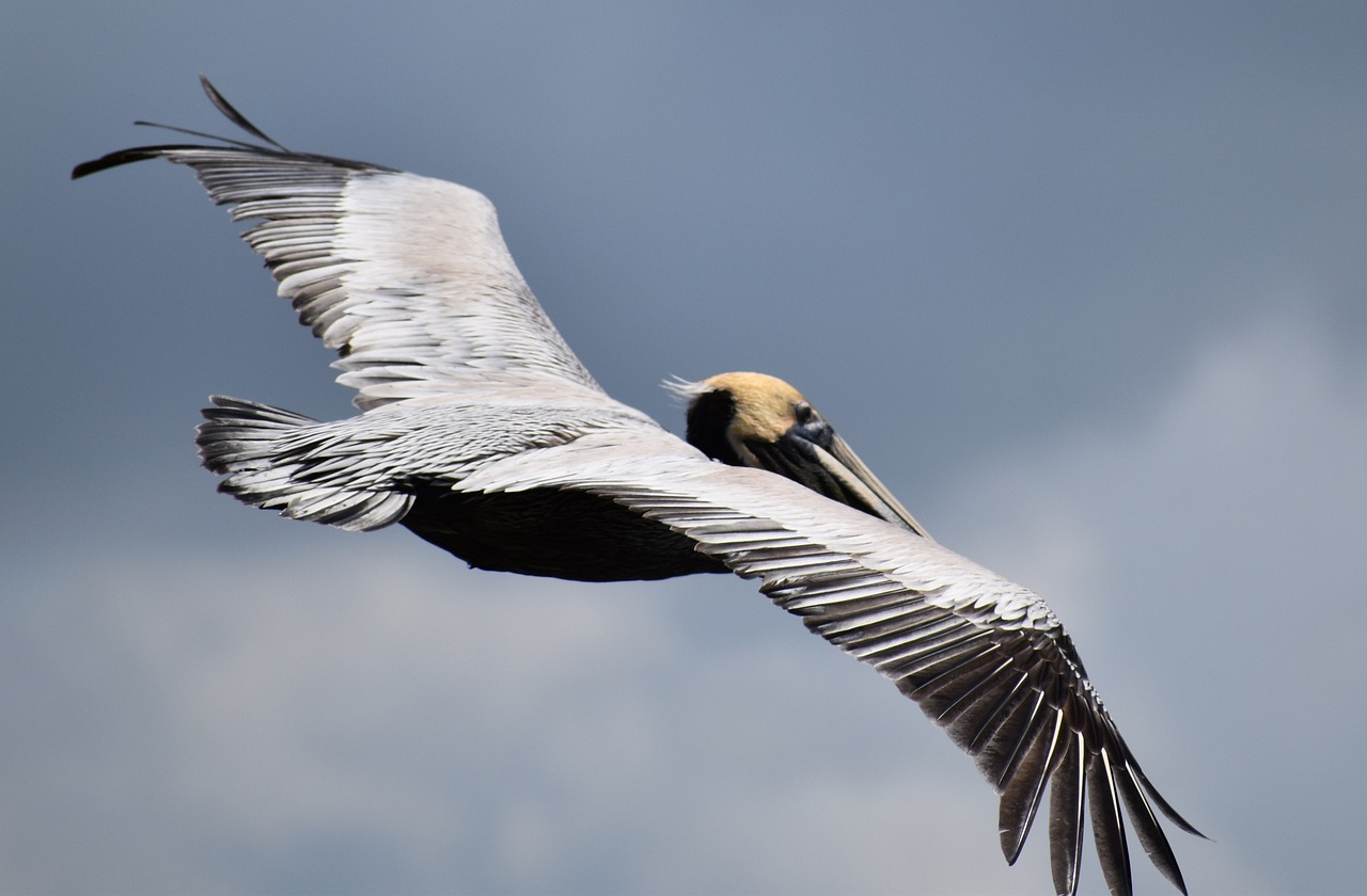 pelican, nature, mobile bay, bird, alabama, blue mobile