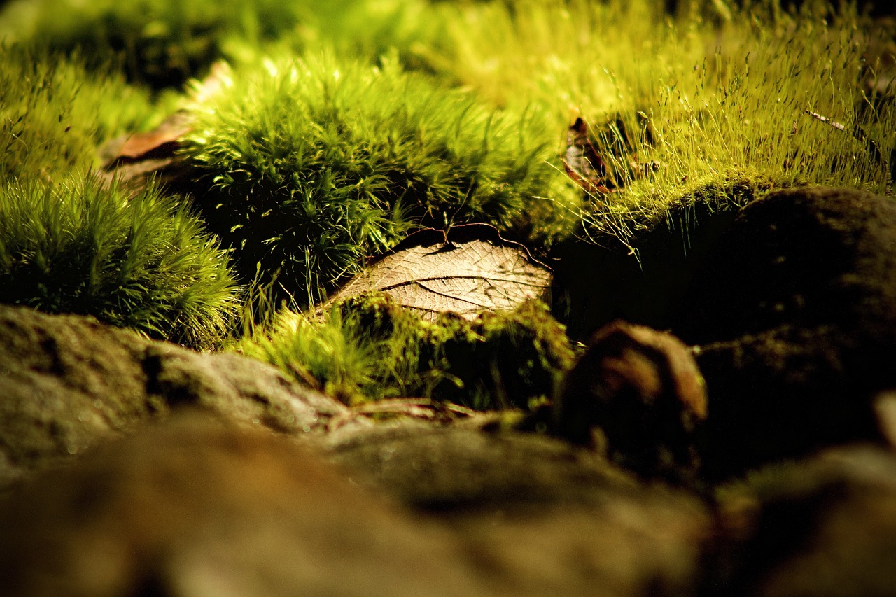 close up, mossy, moss, dark, nature