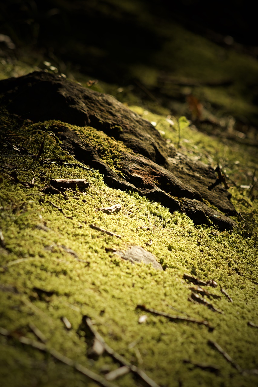 mossy, moss, path, nature, dark