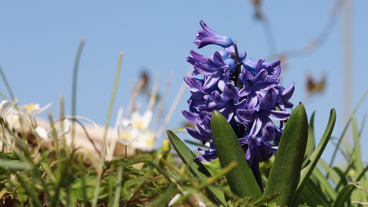 hyacinth, spring, spring flower, grape hyacinth, close up, purple, scented flower, garden, blossoms, nature, scented
