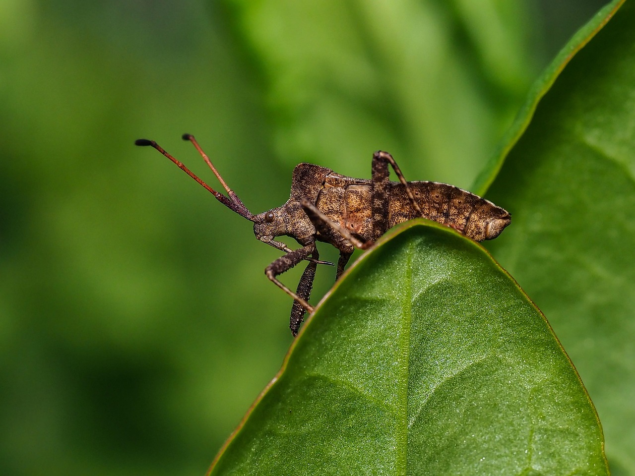 wanze, natur, käfer, insekten, nahaufnahme, baumwanze, krabbeln, insektenfoto, makro, sommer, tierwelt, insekt, blatt, grün, garten, pflanze, klein