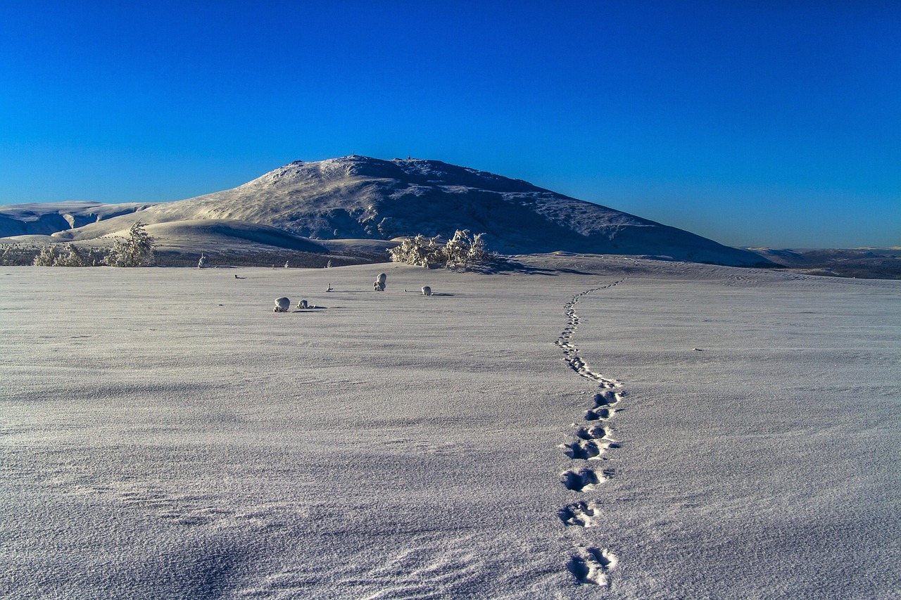 paysage, montagne, neige, nature, hiver, ciel, dyrespor, animal trail, grønfjellet montagne, aminci, norvège