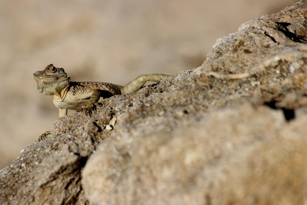 reptielen, exotische, hagedissen, natuur, dier, agáma