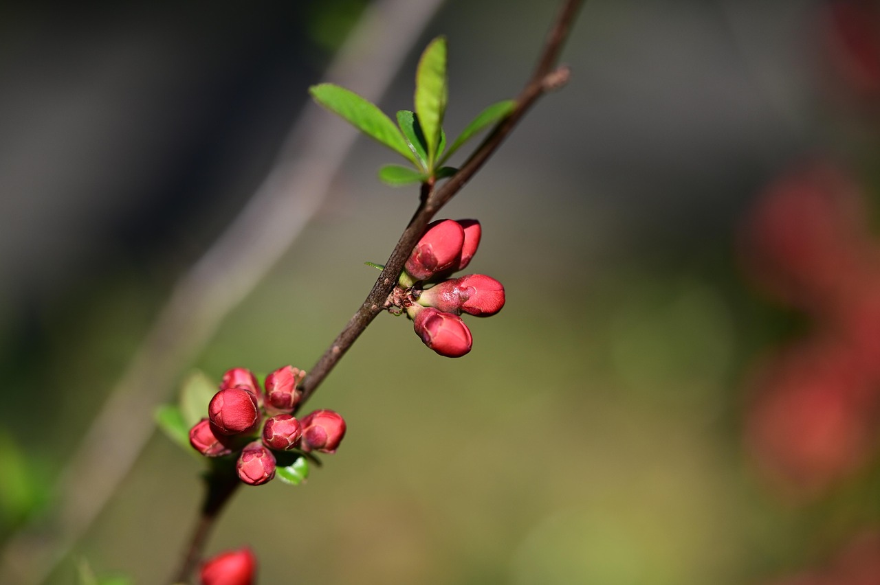 frühling, natur, zierquitte, quitte, knospen, rot, rot-orange, frühlingsanfang, garten, vorfrühling, blütenpracht