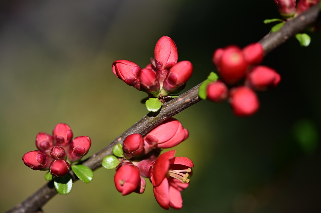 zierquitte, rot, natur, strauch, rot-orange, frühlingsanfang, garten, quitte, vorfrühling, blütenpracht, frühling