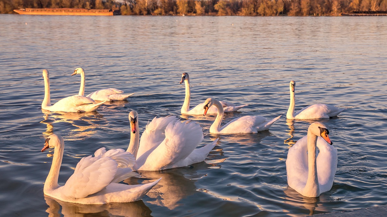 swans, belgrade, serbia, birds, nature, water, the danube, sunset, wildlife, belgrade, belgrade, belgrade, belgrade, belgrade, serbia, serbia, serbia