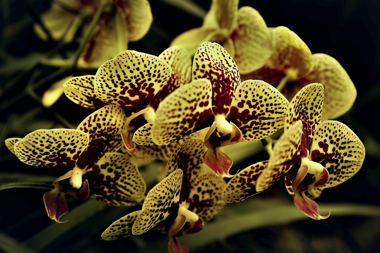 flor, flores, orquídea, orquídeas, museu, jardim, os jardins, real, estufa, jardins de inverno, flores bonitas, tropical, botânico, natureza, flora, papel de parede de flores, florescendo, fundo flor, pétalas