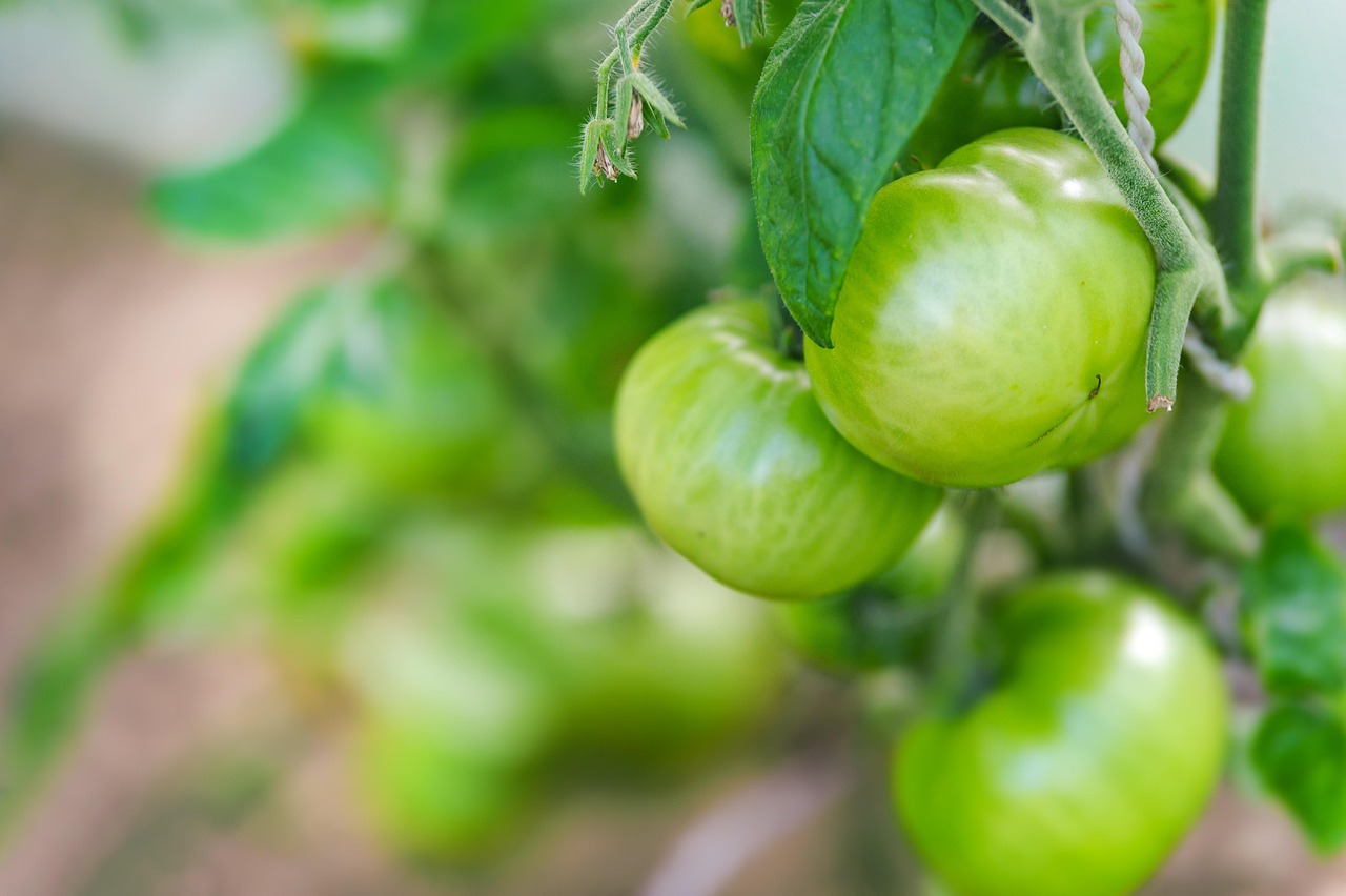 pomidory organiczne, domowe, warzywa, ogród, produkcja, ogródek, pomidor, lato, rolnictwo, ekologiczne, zielone, roślina, szklarnia, natura, sezon, zdrowe, organiczne, dieta, świeże, tradycyjnych