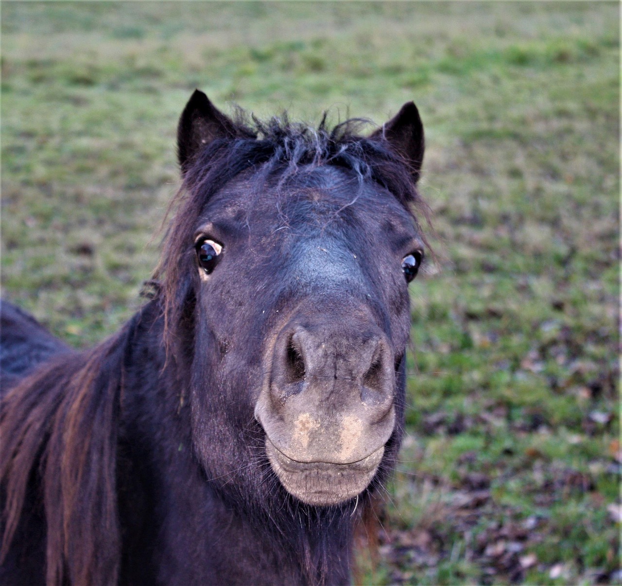 horse, pony, shetland pony, animal, nature, portrait