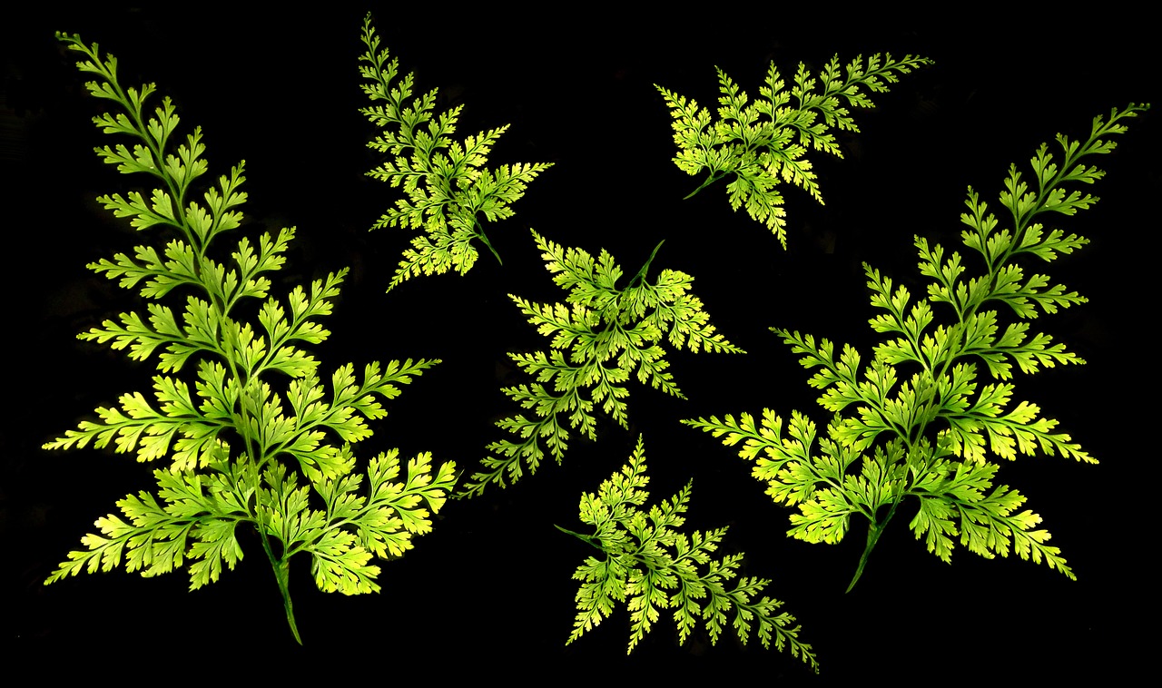 farne, blätter, wedel, laub montage, pflanze, garten, natur